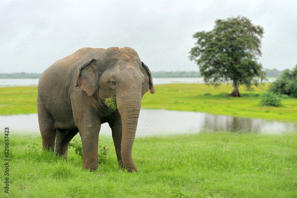 Fototapeta premium Elephants in National Park of Sri Lanka