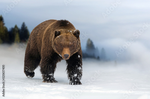 Canvas Print Wild brown bear in winter time