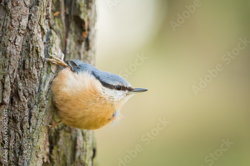 Eurasian nuthatch in the natural environment, close up, wildlife, Sitta europaea, Europe
