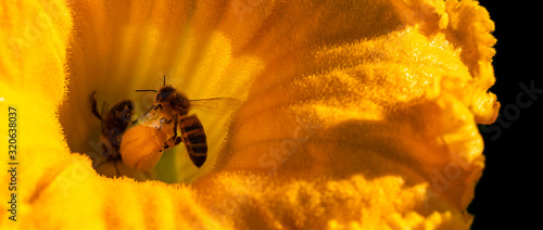 abeille sur une fleur de courgette photo