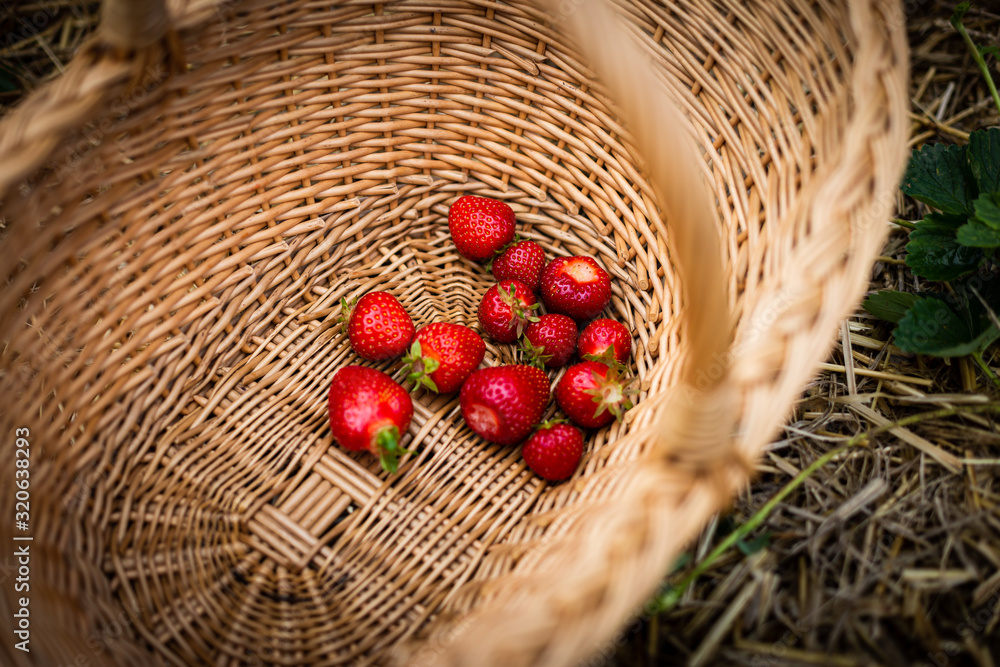 basket full with red delicious strawberries on a strawberry field in summer. basket full with red delicious strawberries on a strawberry field in summer.