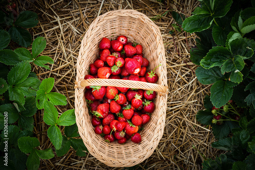 basket full with red delicious strawberries on a strawberry field in summer.
