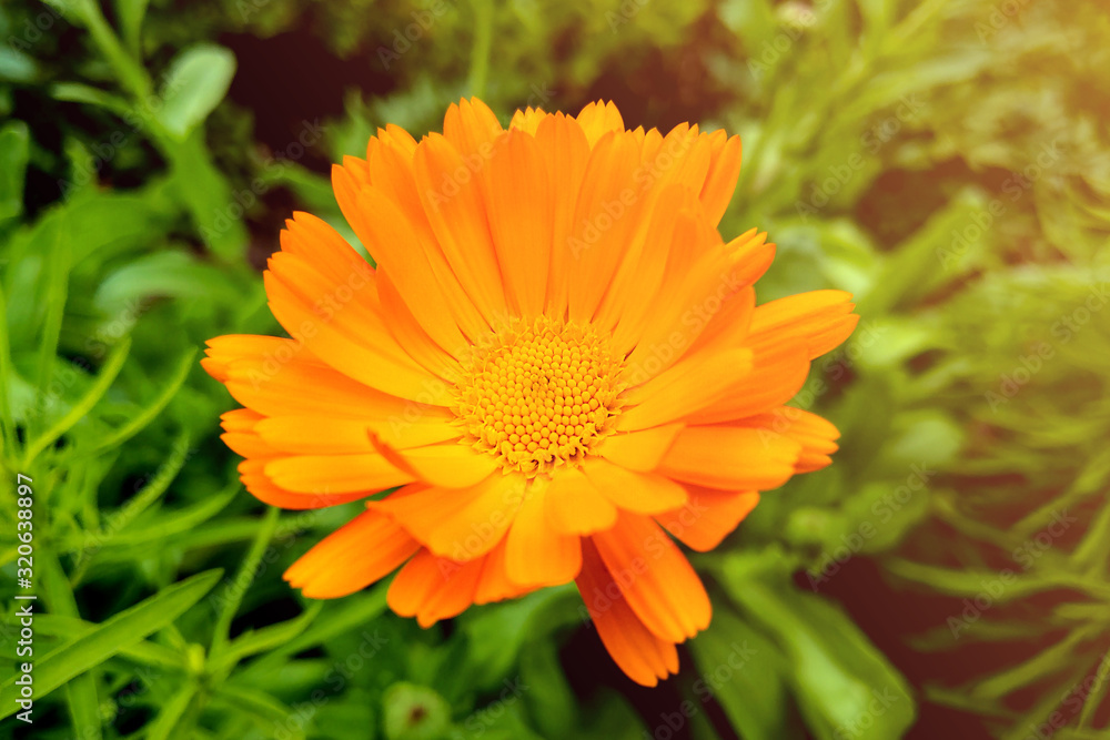 Flower with leaves Calendula, garden or English marigold on blurred green background. Close up of Medicinal Calendula herb. Flower with leaves Calendula, garden or English marigold on blurred green background. Close up of Medicinal Calendula herb.