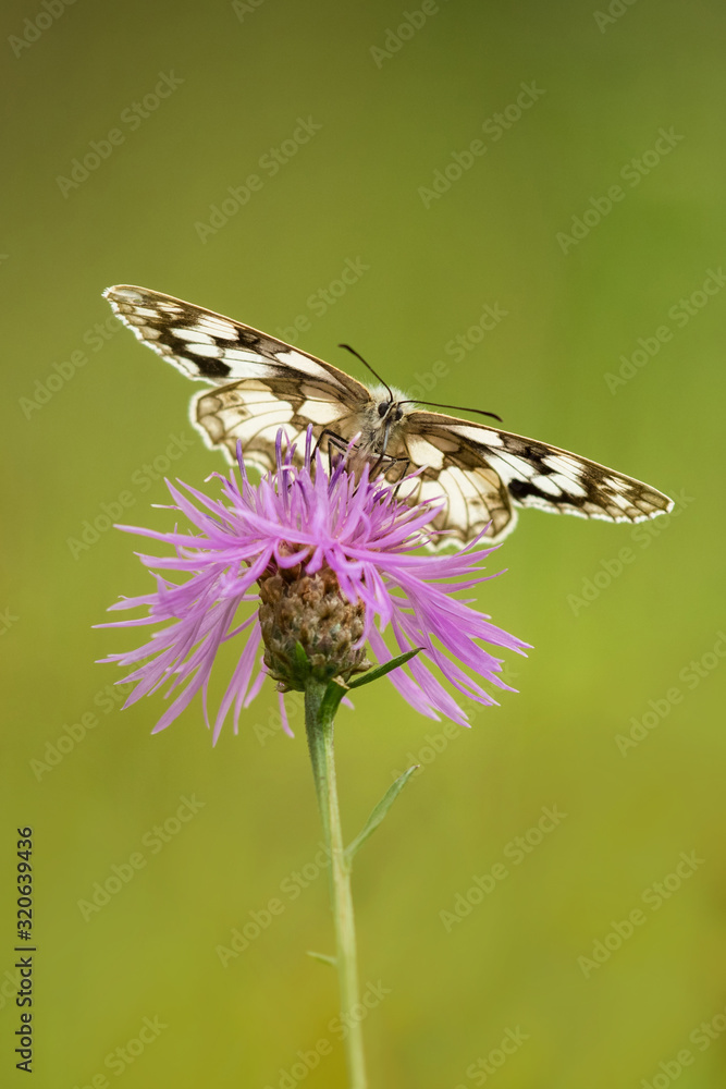 Colorful butterfly in the natural environment, spread wings, close up, detail, wildlife, Europe, Asia Colorful butterfly in the natural environment, spread wings, close up, detail, wildlife, Europe, Asia