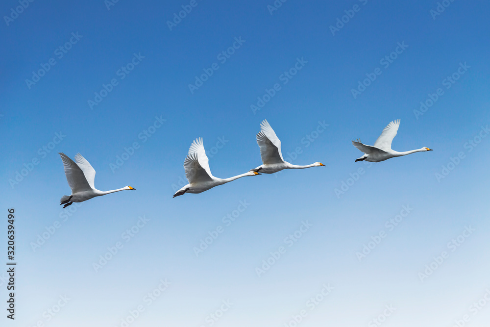 Swans fly against the blue sky Swans fly against the blue sky