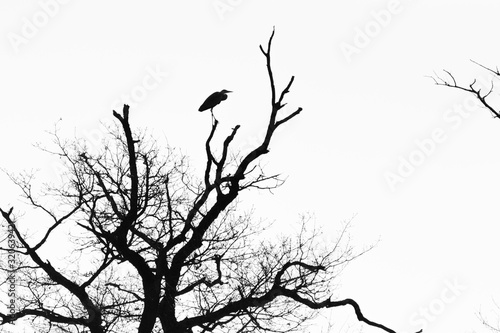 Silhouette of a great heron on a tree