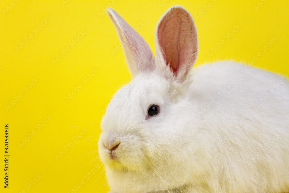 a small white rabbit on a pastel yellow background, an Easter Bunny for Easter.