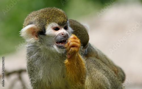 Squirrel Monkey Being Amazed photo