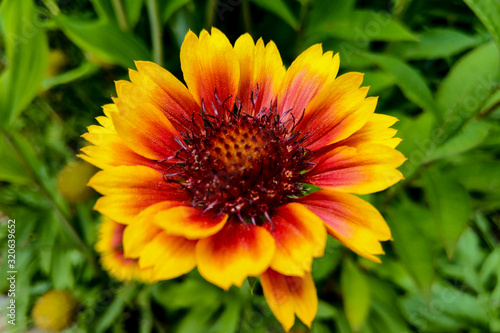 Flower - closeup of an indian blanket with copy-space.