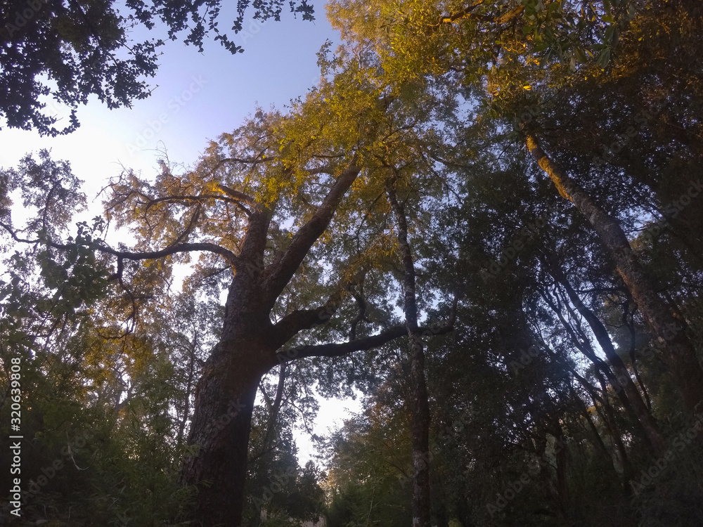 Fototapeta premium trees in autumn