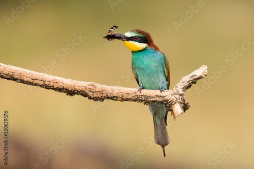 European Bee-eater, Merops apiaster, beautiful bird sitting on the branch with insects bee in beak.