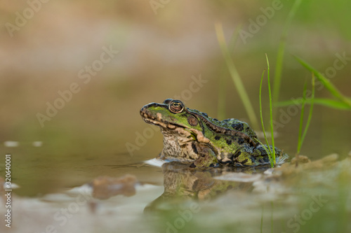 Edible frog on the on cracked dry ground, ecology, close up, natural environment, wild animal, Europe