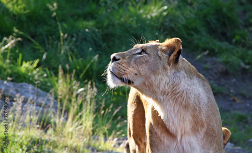 Bust of a Female Lion