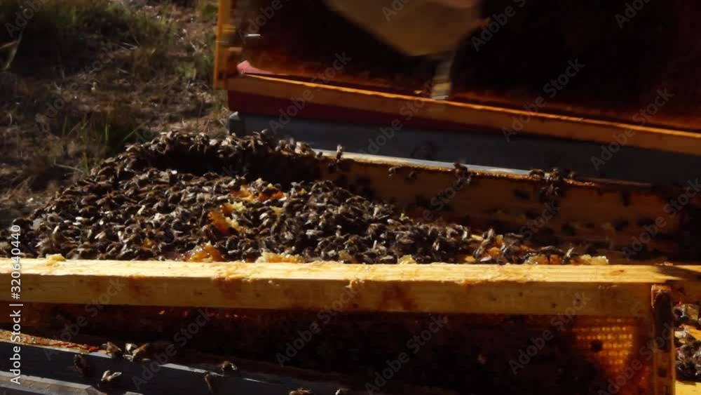 Beekeeper working with bees to extract honey Beekeeper working with bees to extract honey