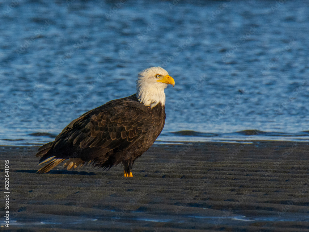 Obraz premium Bald Eagle Resting Along the Shoreline