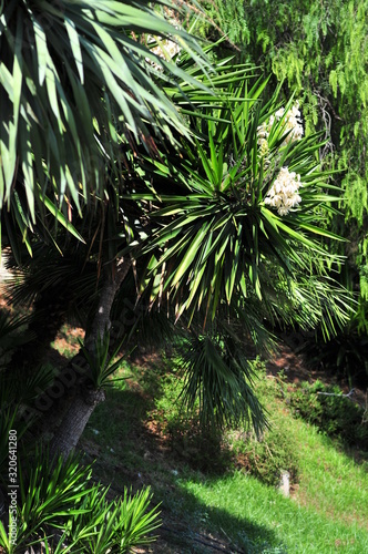 Yucca plant in full bloom