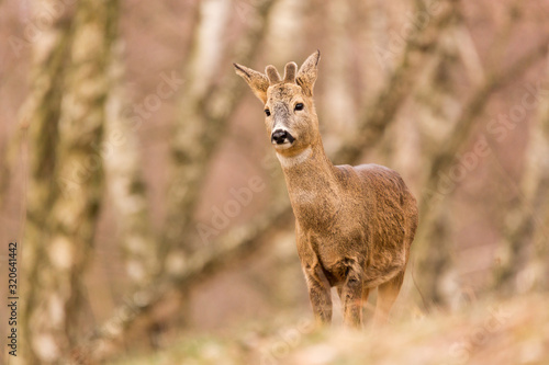 Roe deer   Capreolus  capreolus  stands on a mountain meadow. In the background is a pine forest. Wildlife scenery
