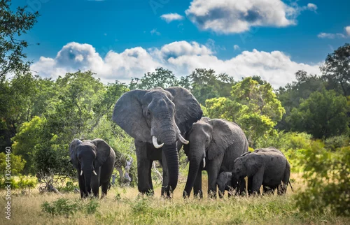 Fototapeta Elephants family in Kruger National Park, South Africa.