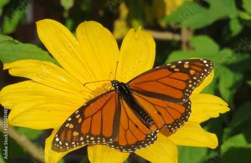 Photography Monarch butterfly on yellow flower in Florida nature, closeup