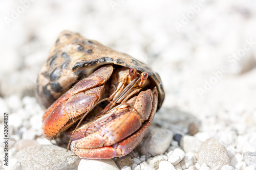 Einsieder Krebs, Krabbe im Detail auf weißen Sand am Strand