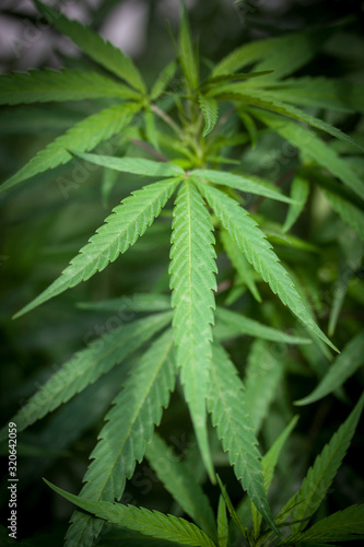 Hanf Cannabis Marihuana Pflanzen Feld: Biologischer outdoor Anbau 