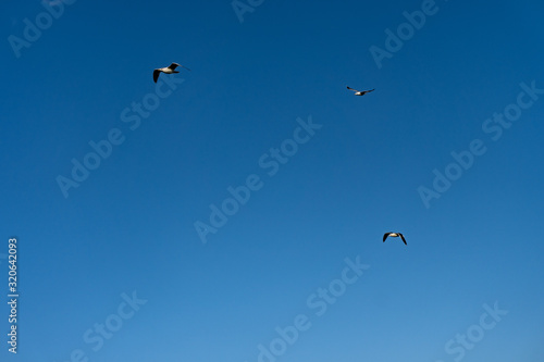 A group of birds flying in the blue sky
