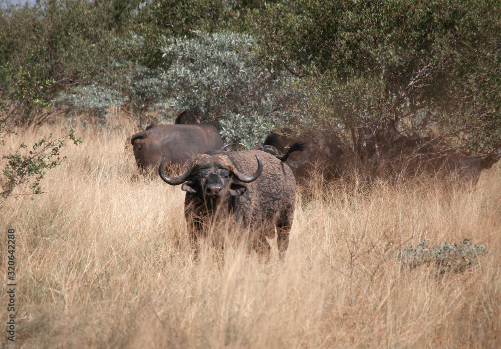 Fototapeta premium African Buffalo in the Grass in Kruger National Park, South Africa