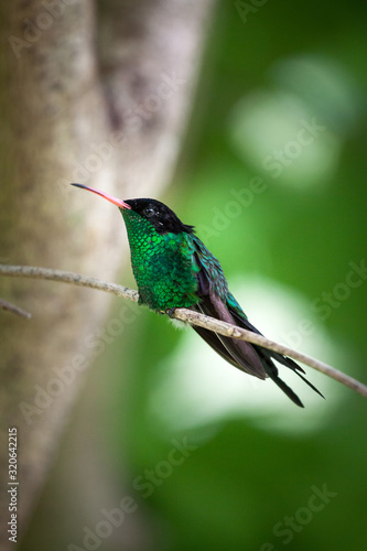 Wimpelschwanz Kolibri in freier Natur sitzt auf einem Ast. Er ist das Nationaltier von Jamaika photo