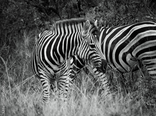 Standing Zebra in its Natural Habitat