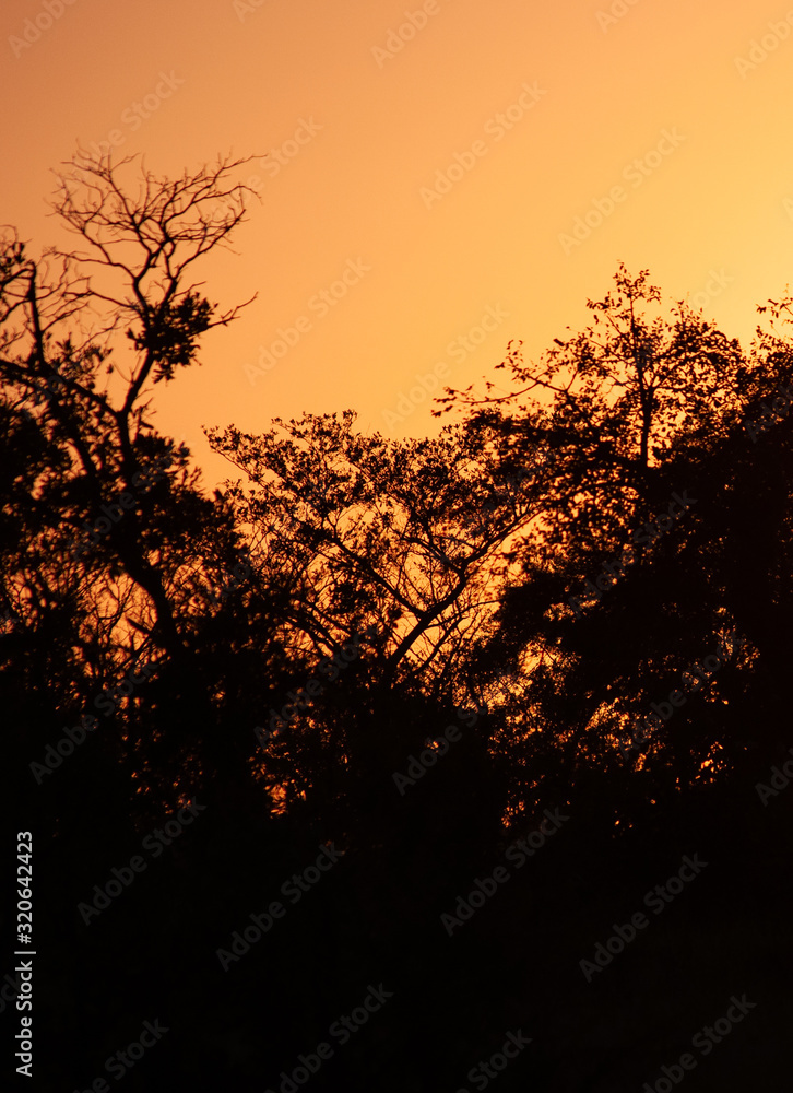 Trees and Sunset in Kruger National Park South Africa