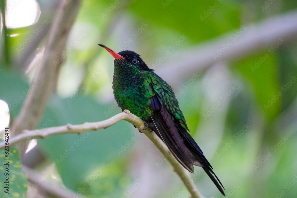 Fototapeta premium Wimpelschwanz Kolibri in freier Natur sitzt auf einem Ast. Er ist das Nationaltier von Jamaika