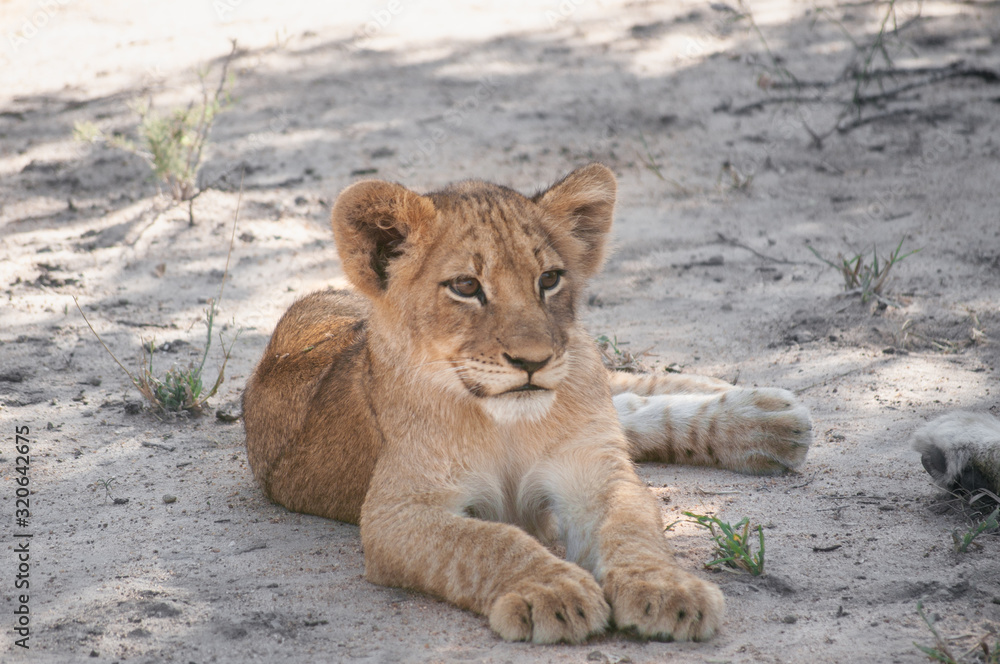 Lion Cub Resting in the Shadow in Manyeleti Game Reserve South Africa Lion Cub Resting in the Shadow in Manyeleti Game Reserve South Africa
