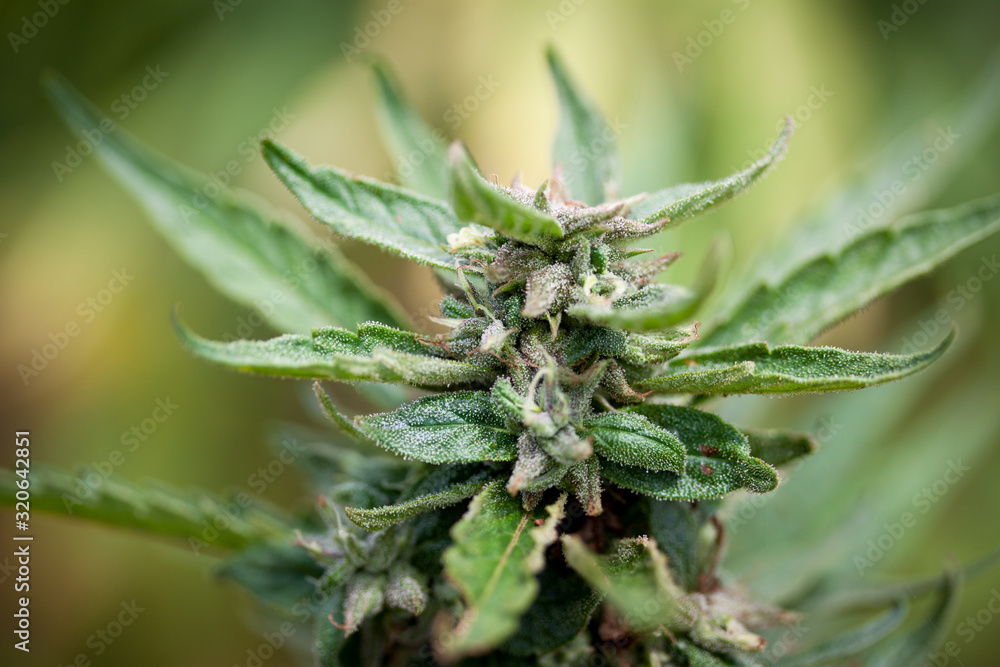 Hanf Cannabis Marihuana Pflanze: Blätter, Blüte und Harz im Detail Macro Hanf Cannabis Marihuana Pflanze: Blätter, Blüte und Harz im Detail Macro