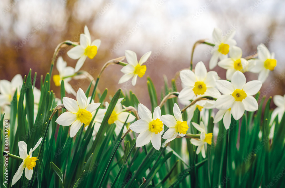 Beautiful daffodil flowers growing in a spring garden