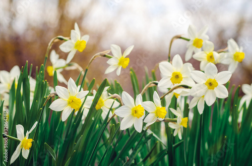 Beautiful daffodil flowers growing in a spring garden © andrei310