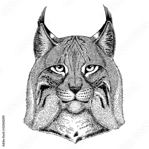 Wild cat, Lynx, Bobcat, Trot. Wild animal for tattoo, nursery poster, children tee, clothing, posters, emblem, badge, logo, patch
