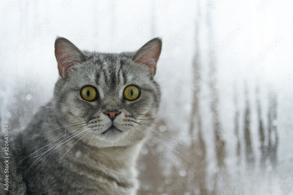 Portrait of a gray cat on a window background. Gray cat looks at the camera on a background of a rainy window.