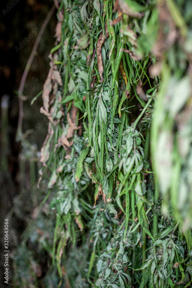 getrocknete Hanf Cannabis Marihuana Pflanzen in einem Trockenraum in Jamaica