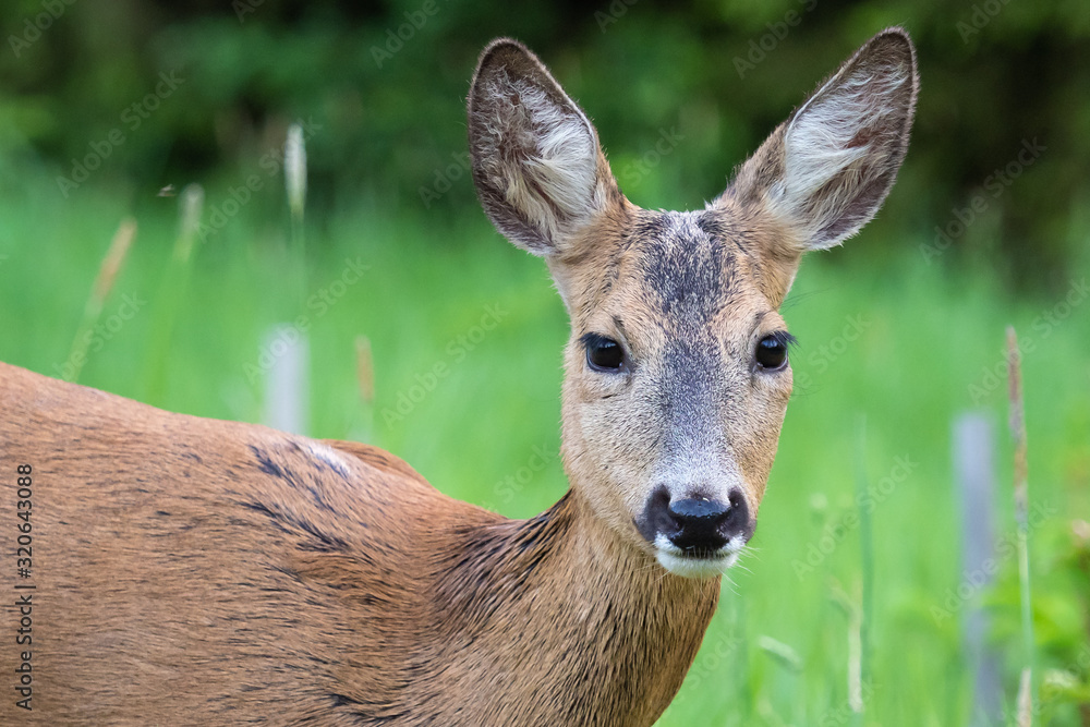 Fototapeta premium Roe deer in grass, Capreolus capreolus. Wild roe deer in nature.