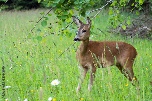 Fototapeta Naklejka Na Ścianę i Meble -  Roe deer in grass, Capreolus capreolus. Wild roe deer in nature.