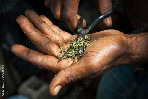 getrocknetes Hanf Cannabis Marihuana wird geschnitten für den Konsum mittels Joint, Blunt, Zigarette photo