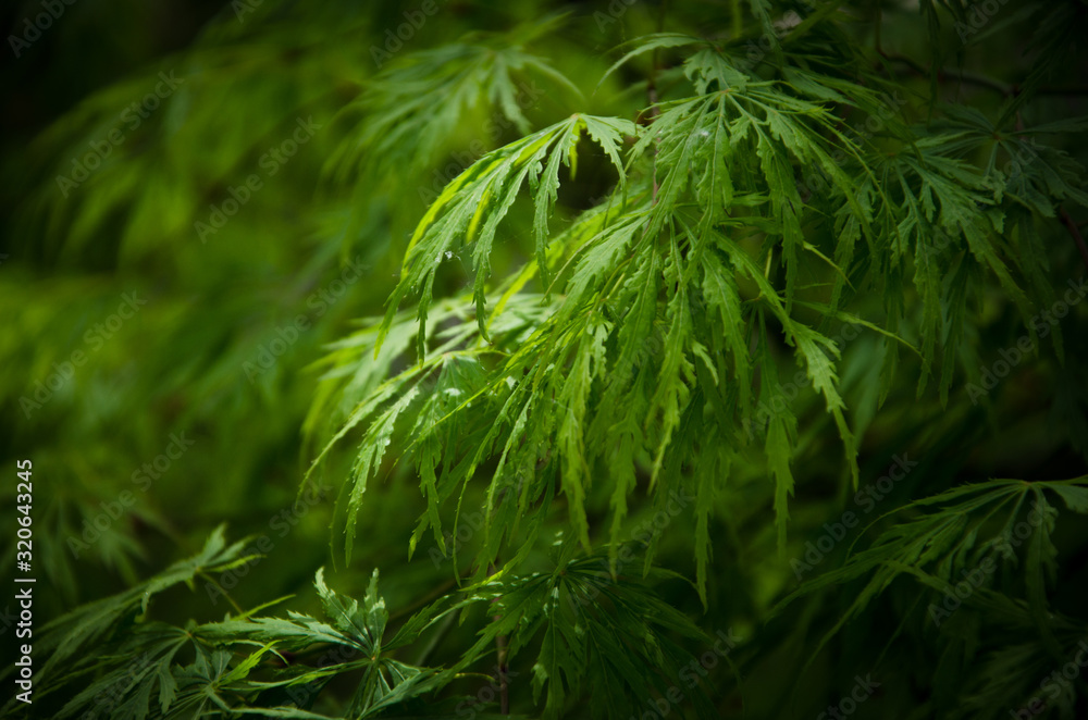 green grass background green grass background