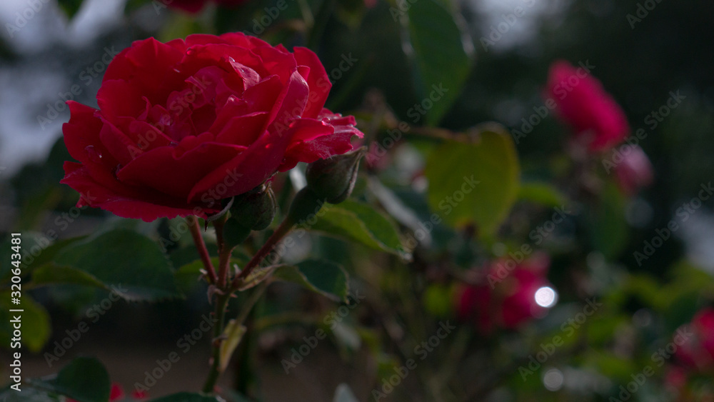 red rose in garden red rose in garden