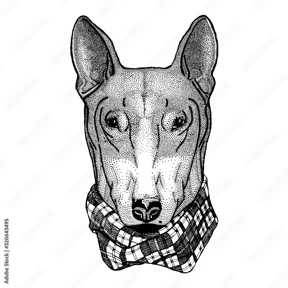 Dog, bullterrier. Wild animal for tattoo, nursery poster, children tee, clothing, posters, emblem, badge, logo, patch