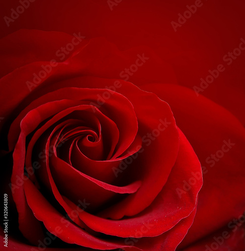 valentines day  beautiful red rose flower for background