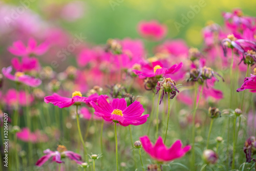 Pink flowers and green leaves have beautiful green main scenes.