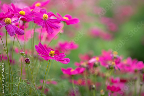 Pink flowers and green leaves have beautiful green main scenes.