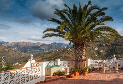 Palm Tree On The Terrace In Spain