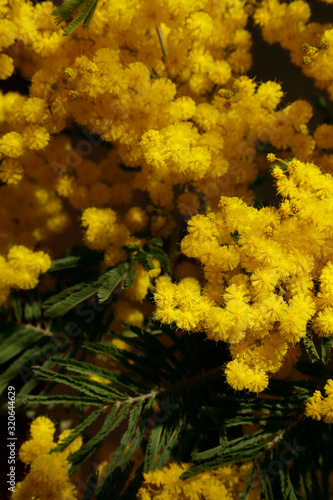 Mimosa fioritura