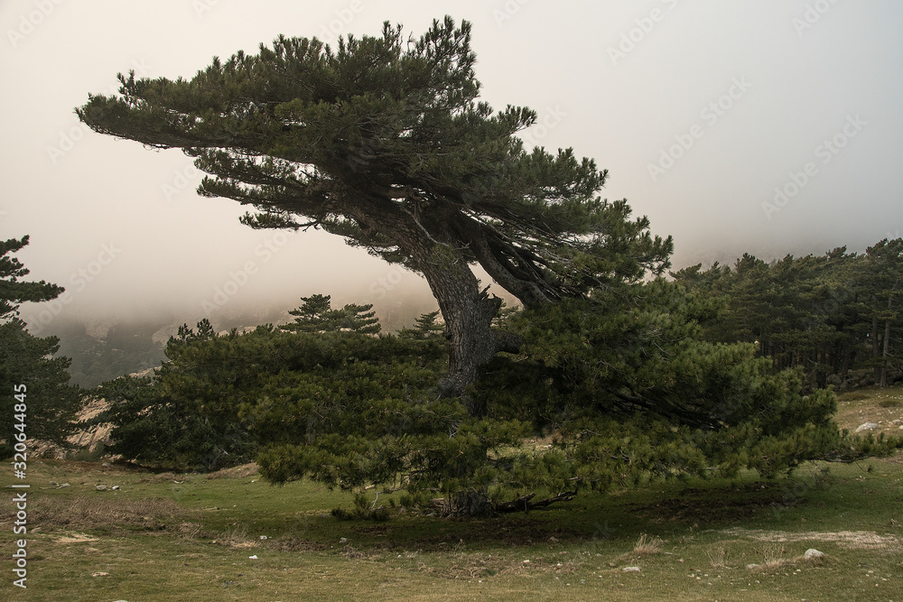 bavella corsica